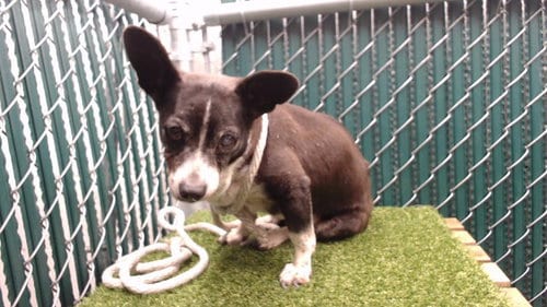 Photo of Sara, adoptable senior Chihuahua in Downey, California