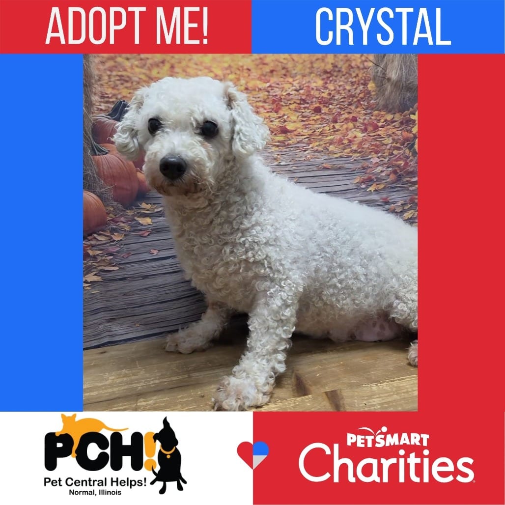 Photo of Crystal, adoptable senior Bichon Frise in Normal, Illinois