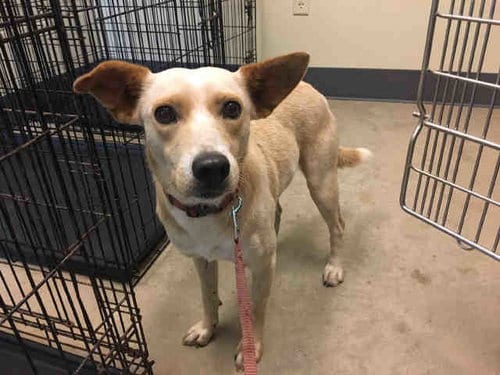 LELO, adoptable senior Australian Cattle Dog/Blue Heeler in Norman, OK