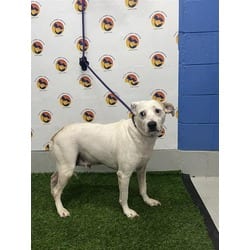 Photo of Harmony, adoptable senior Mixed Breed (Medium) in Land O'Lakes, Florida