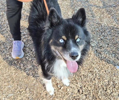 Photo of Shadow, adoptable senior Husky in Albuquerque, New Mexico