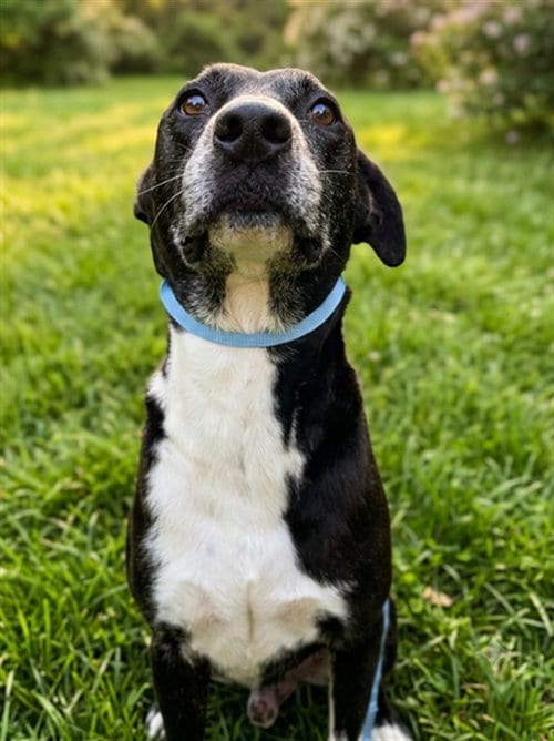 Photo of Lucky, adoptable senior Labrador Retriever in Texas City, Texas