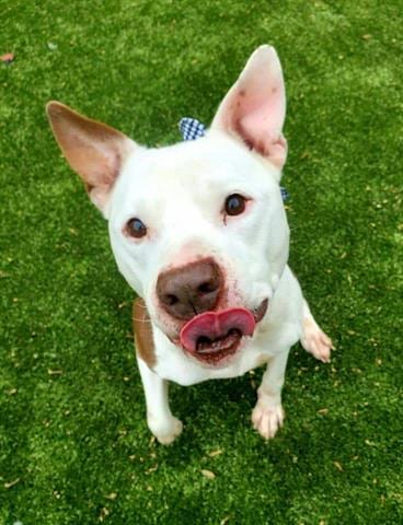 CHINO, adoptable senior Pit Bull Terrier in Greensbo, NC