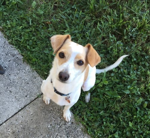 Photo of Patches, adoptable senior Poodle (unknown type) in Royal Palm Beach, Florida