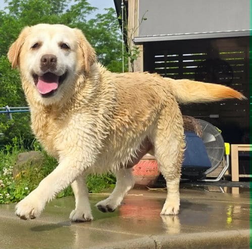 Photo of Emma, adoptable senior Yellow Labrador Retriever in Cuba, New York