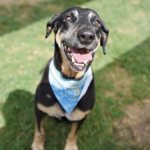 Photo of Darcy, adoptable senior Labrador Retriever in San Antonio, Texas