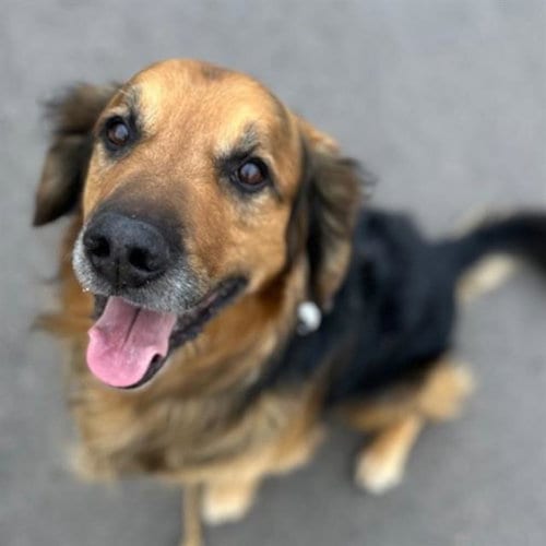Photo of Prince, adoptable senior Golden Retriever in Aurora, Colorado