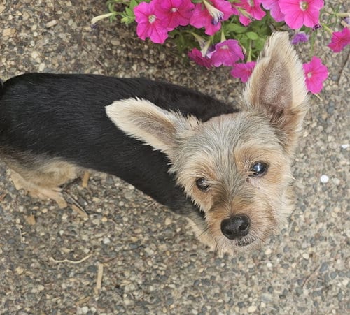 Photo of McFly, adoptable senior Yorkshire Terrier Yorkie in St. Louis Park, Minnesota