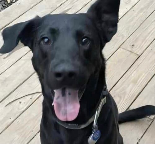 Photo of Mac Davis, adoptable senior Labrador Retriever in Roswell, Georgia