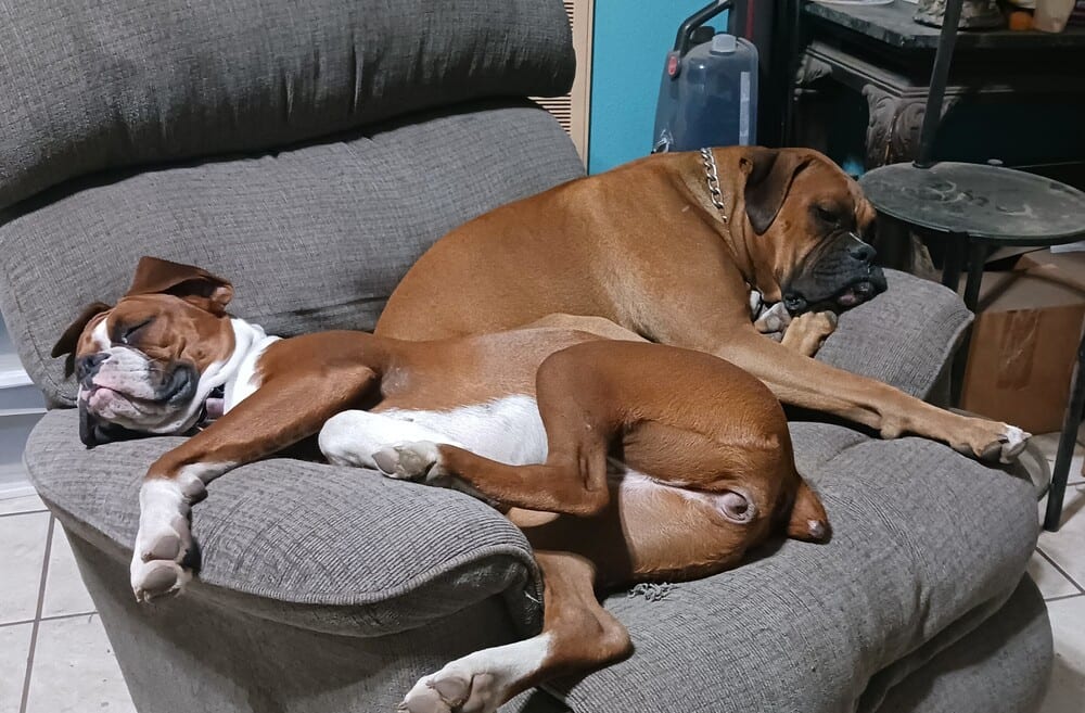 Photo of Chance III, adoptable senior Boxer in Austin, Texas