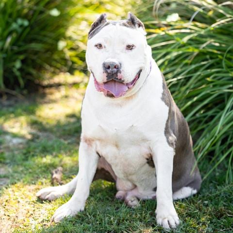 Photo of Mellow, adoptable senior Pit Bull Terrier in Camarillo, California