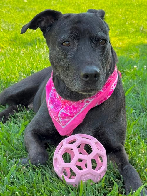 Photo of Callie, adoptable senior Pit Bull Terrier in Elk Grove, California