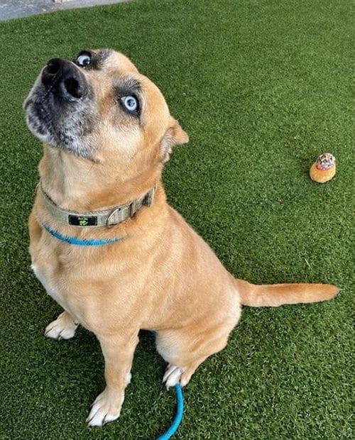 Photo of Madam Mim, adoptable senior Black Mouth Cur in Baytown, Texas