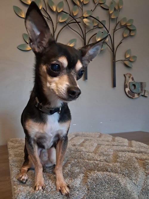 Photo of Carlo, adoptable senior Chihuahua in Princeton, Minnesota