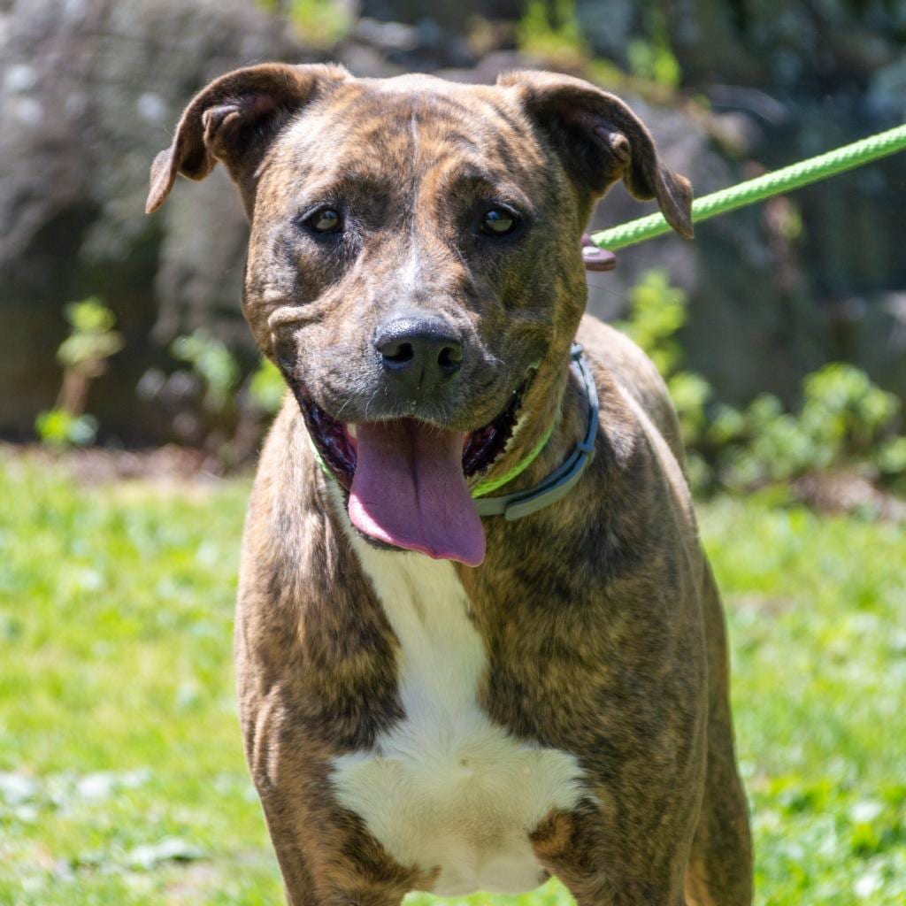 Photo of Chloe, adoptable senior Hound / Mix in Middletown, New York