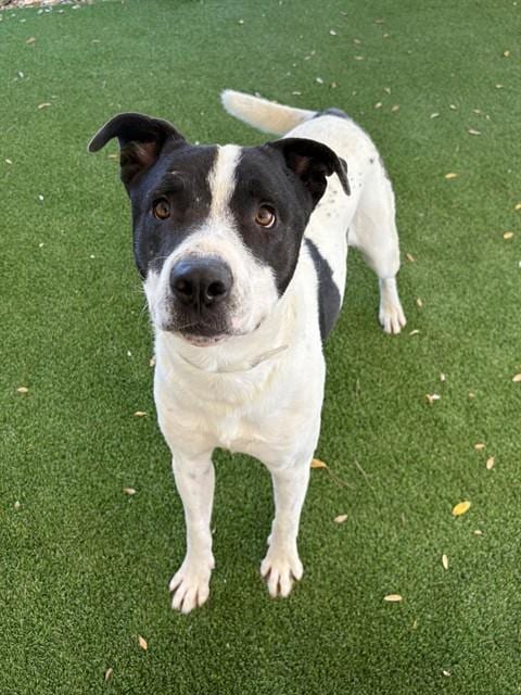 Photo of Steven, adoptable senior Labrador Retriever in Castaic, California