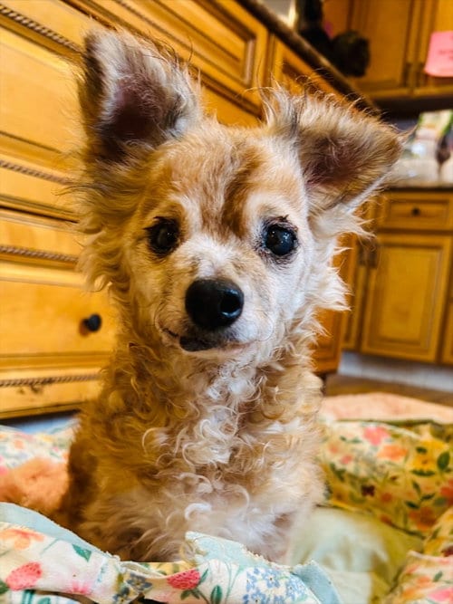 Photo of Courage, adoptable senior Chihuahua in Elizabethtown, Pennsylvania