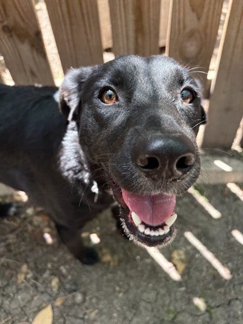 Photo of Willow, adoptable senior Border Collie in San Antonio, Texas
