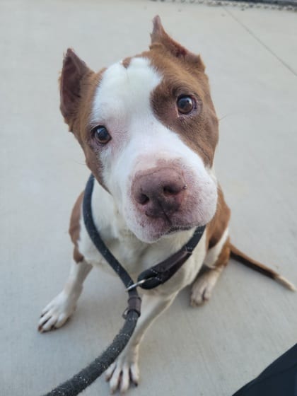 Photo of Goobie, adoptable senior dog in Atlanta, Georgia