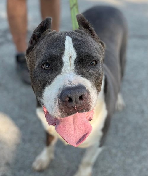 Photo of Nikko, adoptable senior American Pit Bull Terrier in Wauconda, Illinois