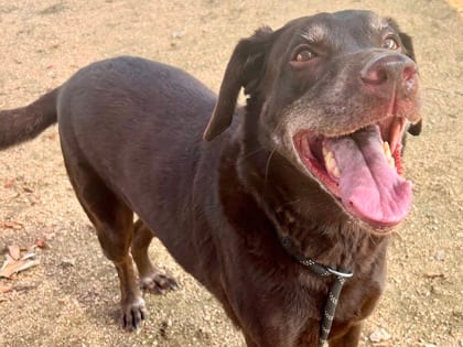 Photo of Leon, adoptable senior dog in Georgetown, Texas