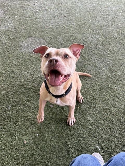 Photo of Shotz, adoptable senior American Bulldog in Miami, Florida