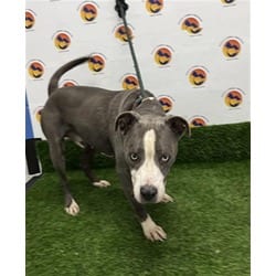 Photo of Rocky, adoptable senior American Pit Bull Terrier in Land O'Lakes, Florida