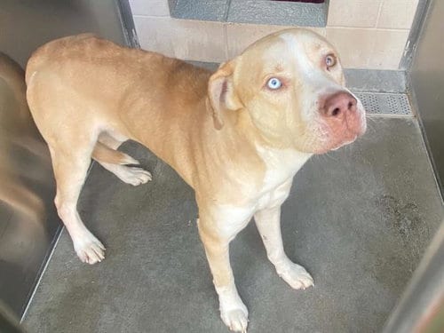 Photo of Bigsby, adoptable senior Labrador Retriever in Orange, California