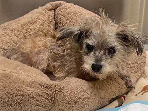 Photo of Scully, adoptable senior Cairn Terrier in Orange, California