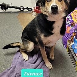 Photo of Fawnee, adoptable senior Australian Shepherd Coonhound in Richmond, Indiana