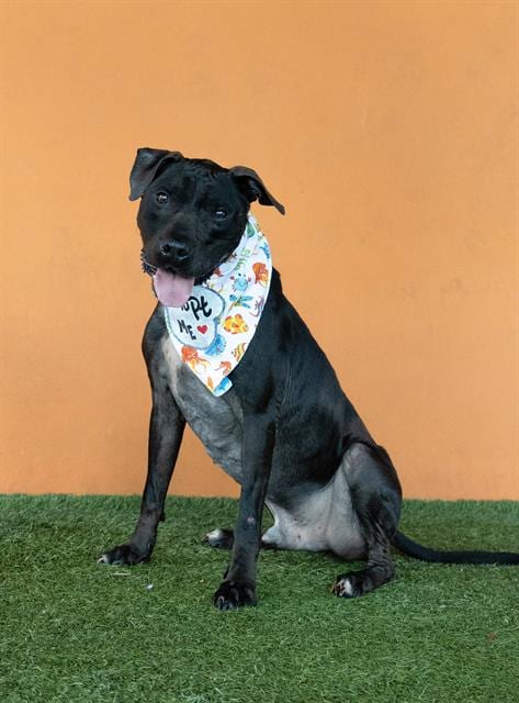 Photo of Colton, adoptable senior Terrier in Miami, Florida