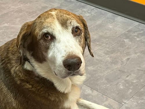 Photo of Maggie Pearl - Hospice Only, adoptable senior Labrador Retriever in Holly Springs, North Carolina