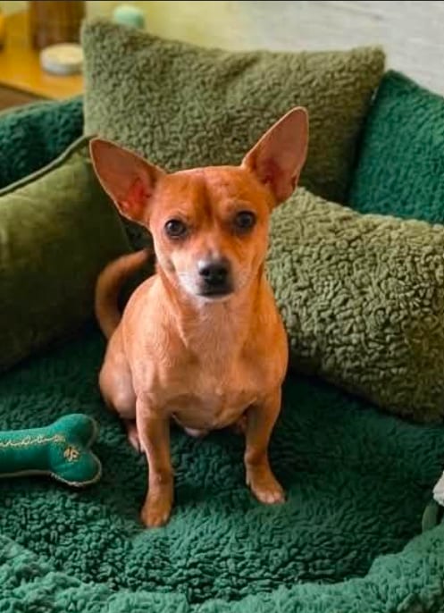 Photo of Justin in TX, adoptable senior Chihuahua in Cranston, Rhode Island