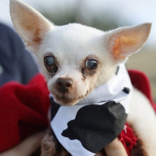 Photo of Grandmaster, adoptable senior Chihuahua in San Antonio, Texas