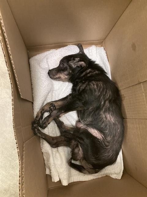 Photo of Scooter, adoptable senior Chihuahua - Smooth Coated