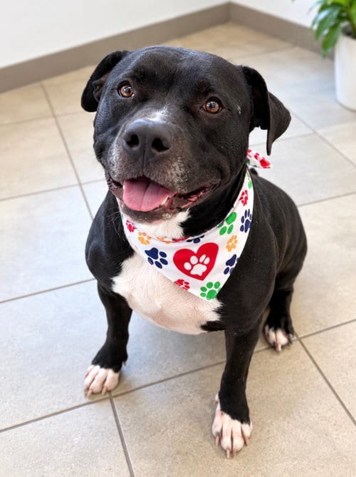 Photo of Bubbs, adoptable senior Terrier in Euless, Texas
