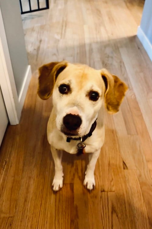 Photo of Chelsea *Help I need a foster home!* Sweet Senior, adoptable senior Beagle in Crystal, Minnesota