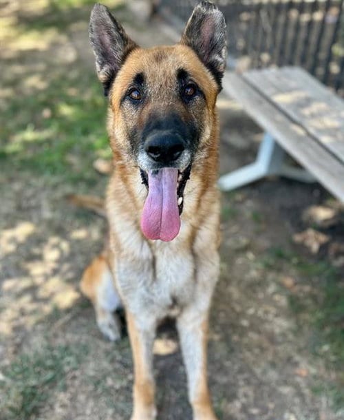 Photo of Max, adoptable senior German Shepherd Dog in Riverside, California