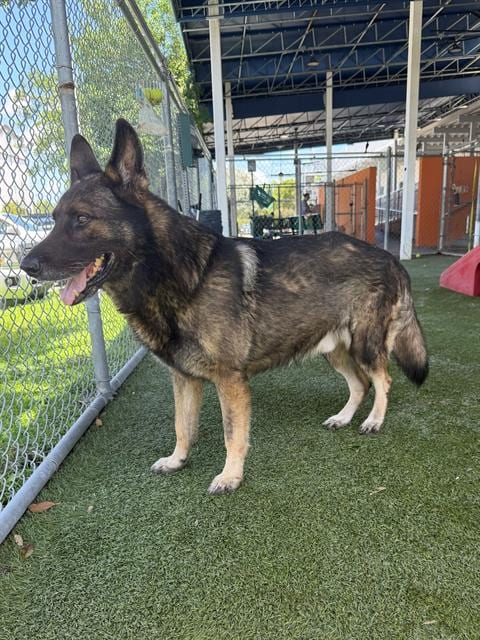 Photo of Dino, adoptable senior German Shepherd Dog in Miami, Florida