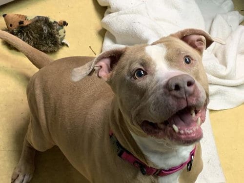 ATHENA, adoptable senior Pit Bull Terrier in Lawrence, KS