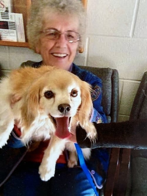 Photo of Bucky, adoptable senior Cocker Spaniel in Middlesex, North Carolina