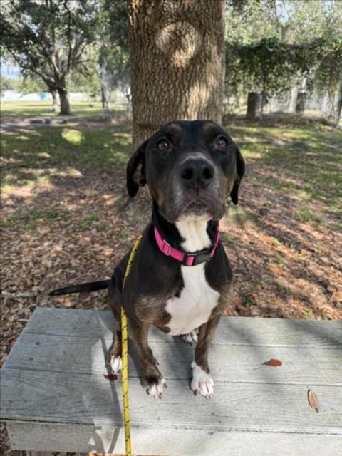 Photo of Daisy, adoptable senior Black and Tan Coonhound in Vero Beach, Florida