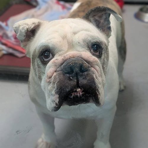Photo of Biff, adoptable senior Bulldog in Las Vegas, Nevada