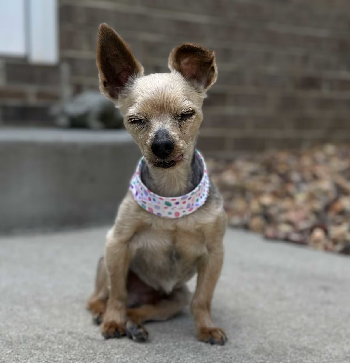 Photo of Jaxon, adoptable senior Yorkie, Yorkshire Terrier in Charlotte, North Carolina