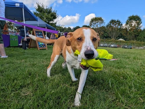 Photo of Abbey Mae, adoptable senior Hound in Landenberg, Pennsylvania
