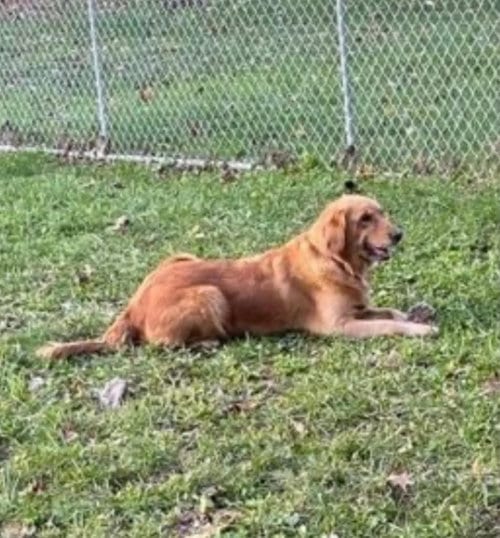 Photo of Belle, adoptable senior Golden Retriever in Lewistown, Pennsylvania
