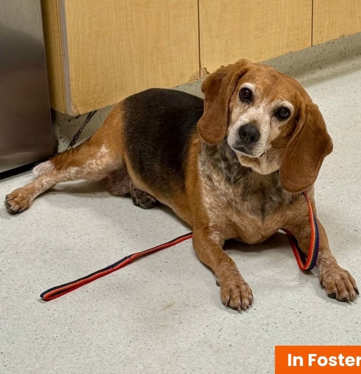 Photo of Puddin Tater, adoptable senior Beagle in Baltimore, Maryland
