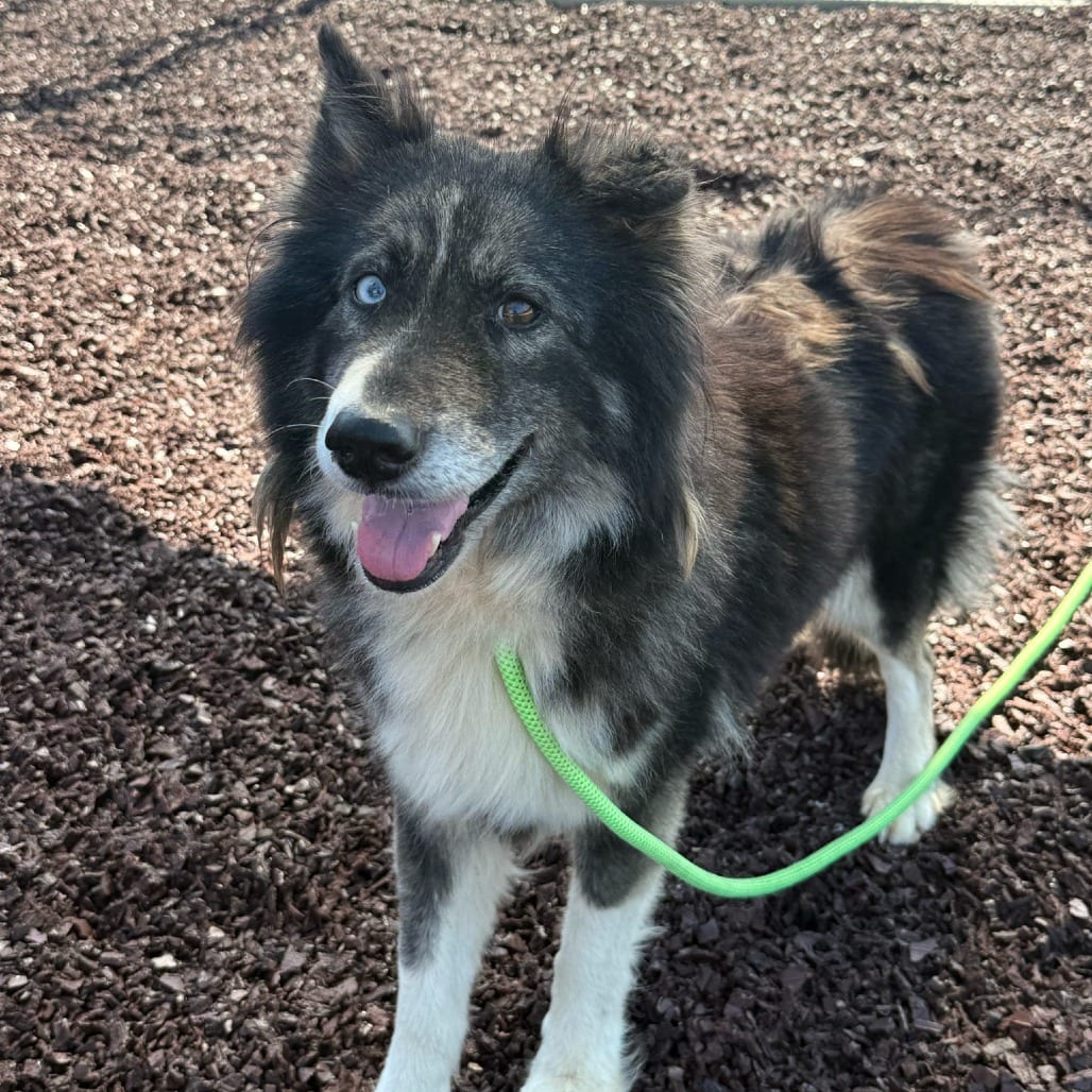 Photo of Ellen (Sluff 2.0), adoptable senior Husky, Siberian in Spartanburg, South Carolina