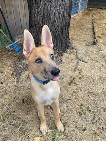 Apollo, adoptable senior Retriever in San Antonio, TX