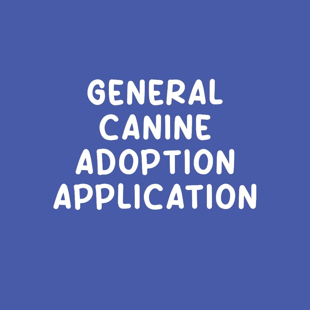 Photo of General Canine Application, adoptable senior Mixed Breed (Large) in St. Charles, Missouri